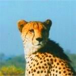 cheetah in sabi sand